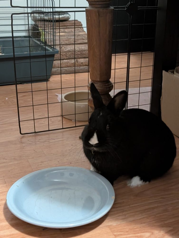 Bounty (un adorable petit lapin noir avec le bout du nez et le bout des pattes blancs) qui me regarde devant sa gigantesque assiette vide