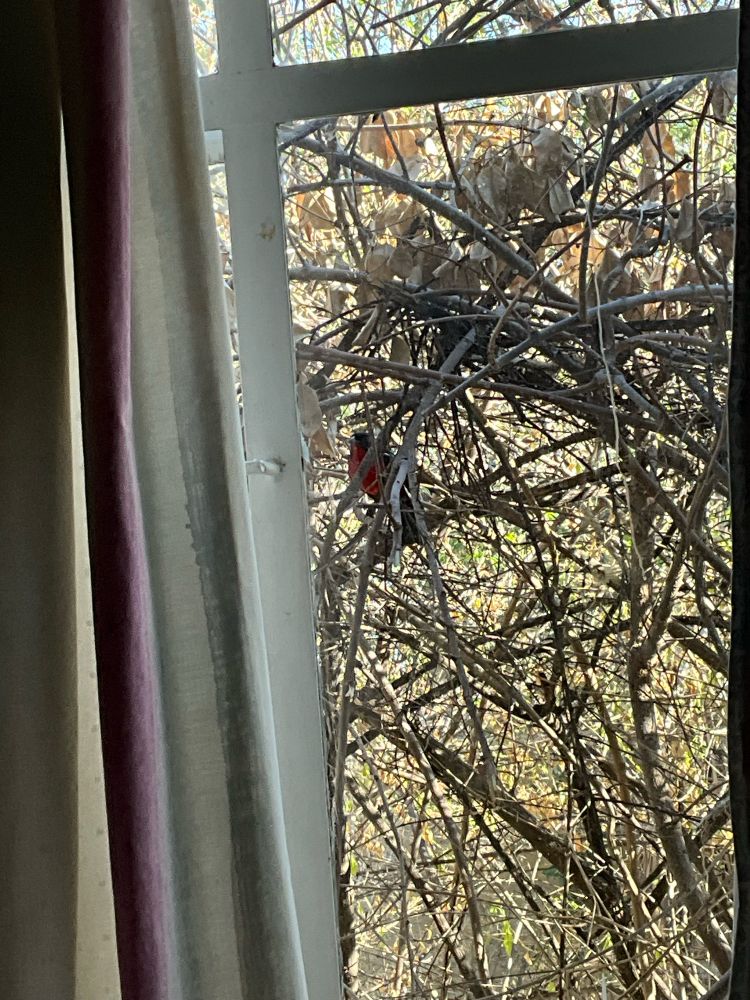 A closer shot of the bird