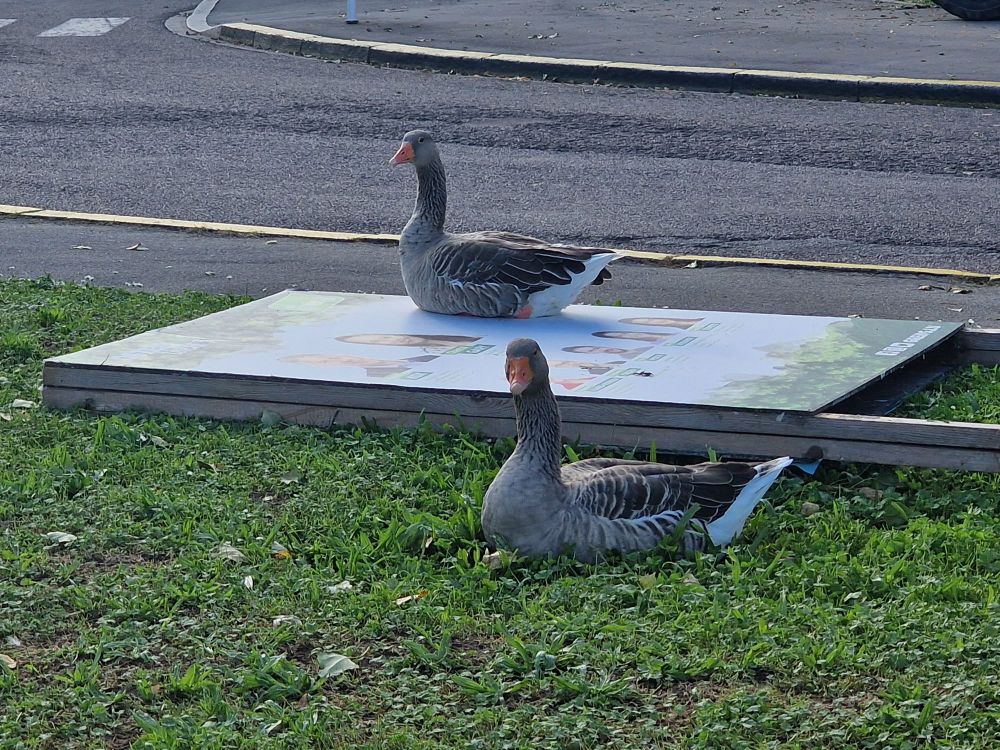 Greylag geese sitting on a thrown over luxembourg election board 