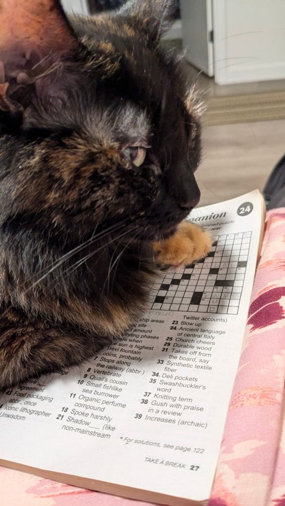 Side eye from a cat named Margie, while she is sitting atop a crossword puzzle I'm trying to work on.