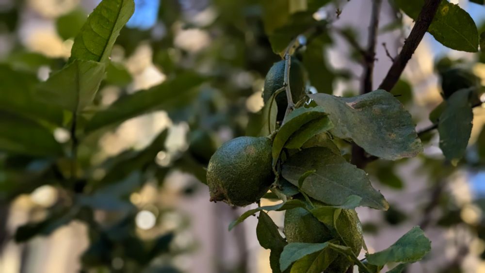 Tightly-focused close up of a cluster of limes on a branch of a tree in a Sicilian hotel courtyard.