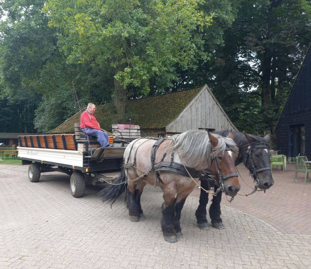Paarden en wagen met de chauffeur
