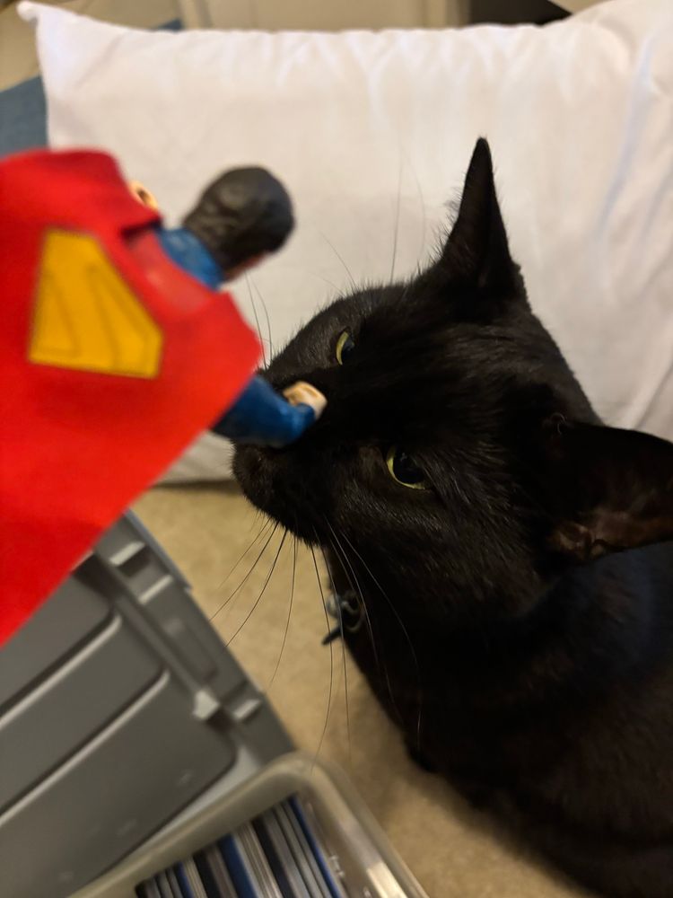 A Superman toy is “flying” towards the face of a narrow-eyed black cat.