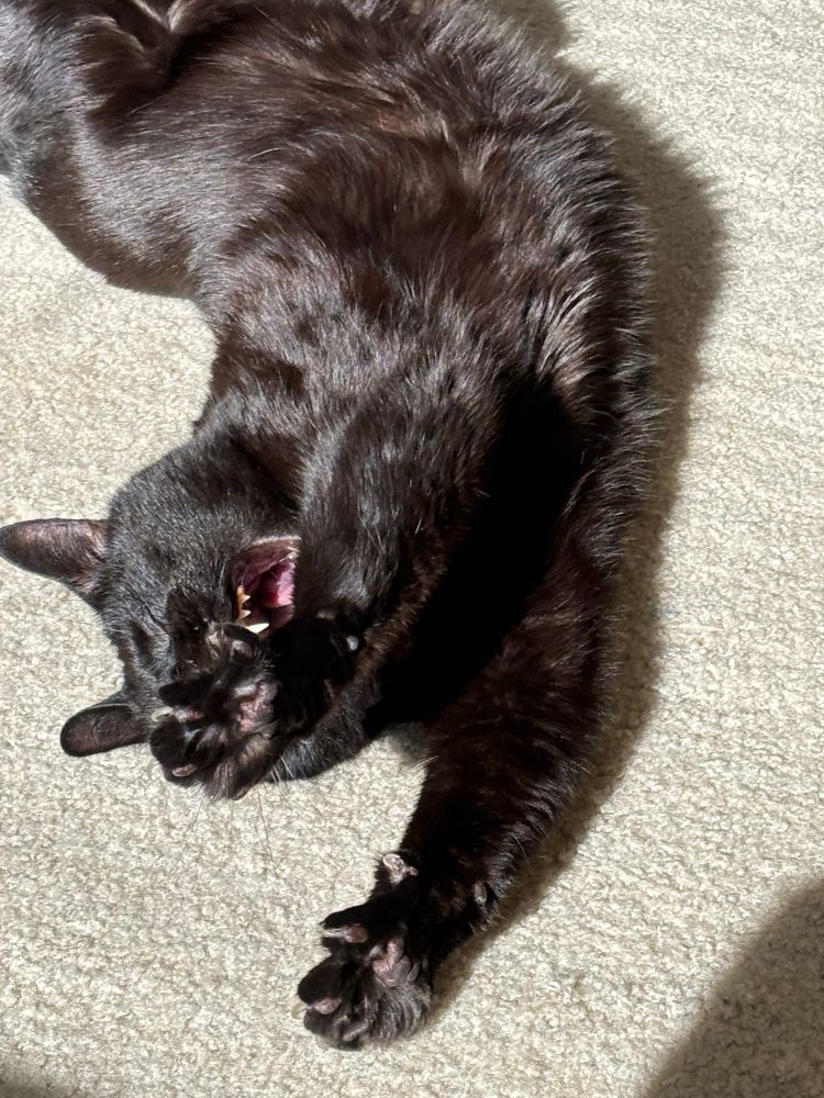 A beautiful black cat stretching out his arms and opening his mouth with his eyes closed.