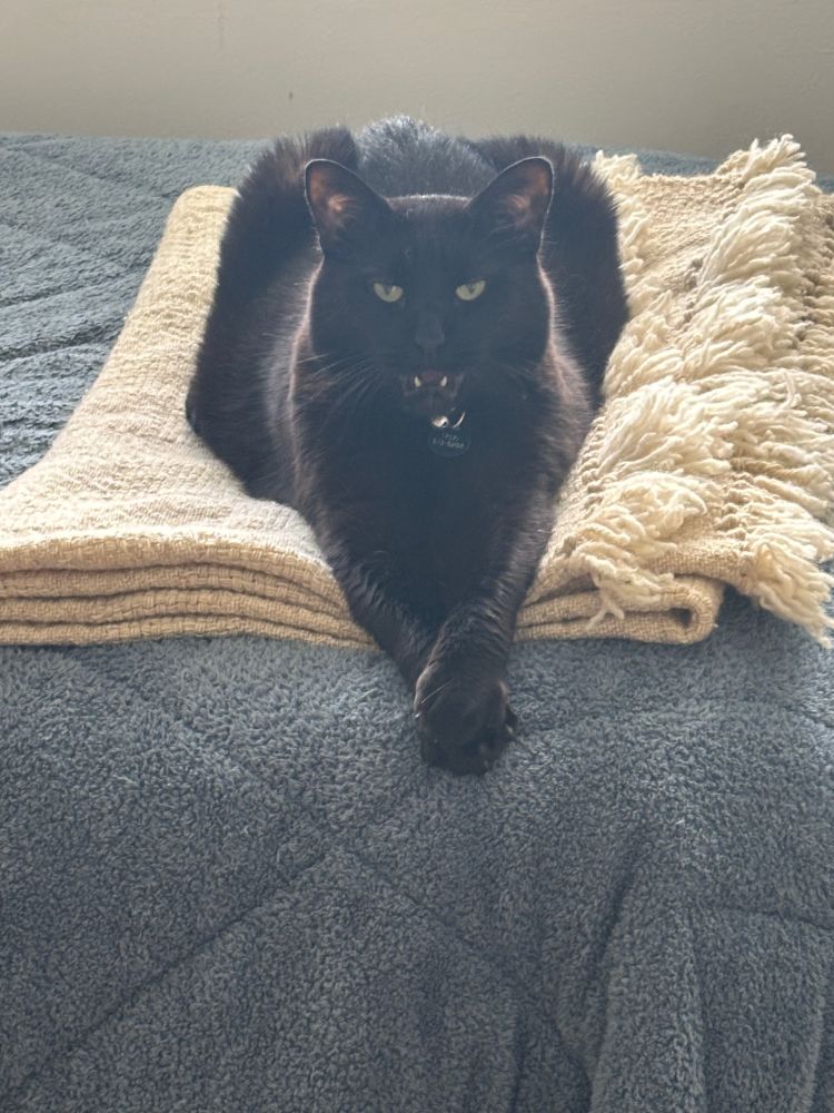 A beautiful black cat is laying on top of a white blanket, with his front paws crossed and his mouth slightly open.