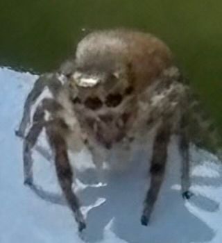 Close-up image of a spider, who totally looks like he is wearing sunglasses.