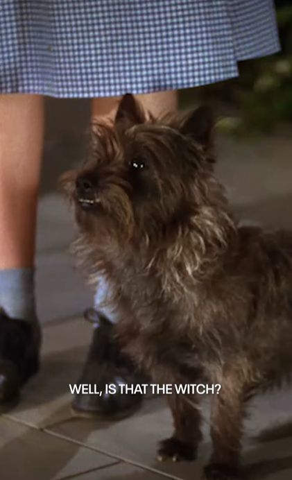 Screenshot of Toto from "The Wizard of Oz (1939)," with the caption "Well, is that the witch?" (spoken by Glinda).