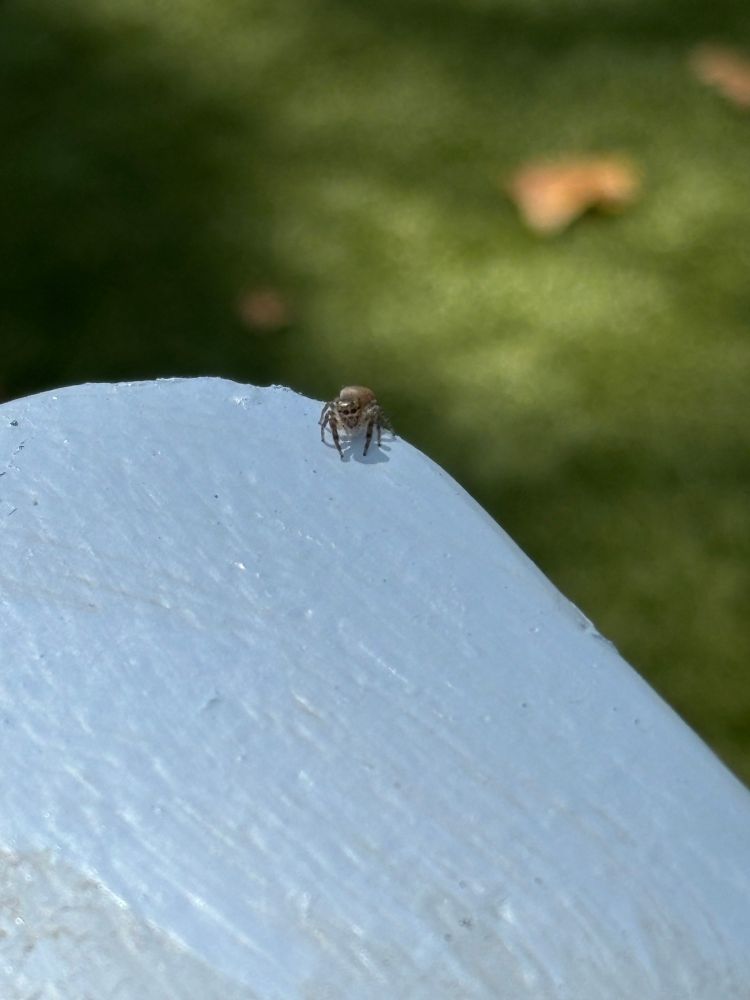 A small brown spider on the edge of an arm of a blue lawn chair.