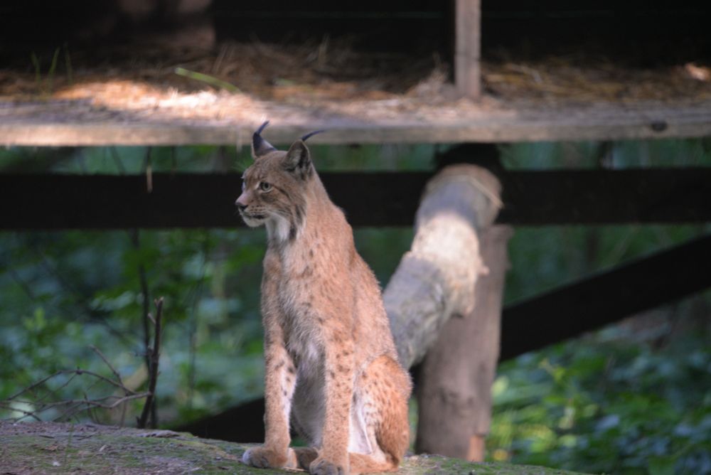 Ein Luchs sitzt auf einem Hügel. Hinter ihm ist ein waagerecht liegender Baumstamm, der zu ihrer Hütte führt (sieht man alles nur unscharf). Er schaut links an der Kamera vorbei.
