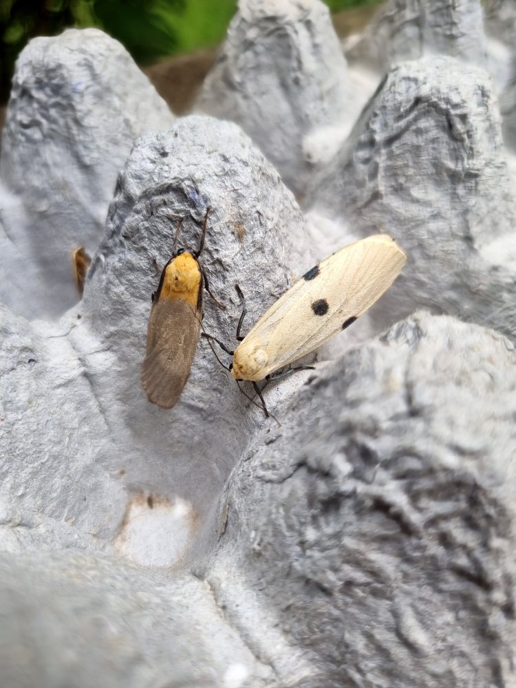 Four-spotted Footman - male & female 