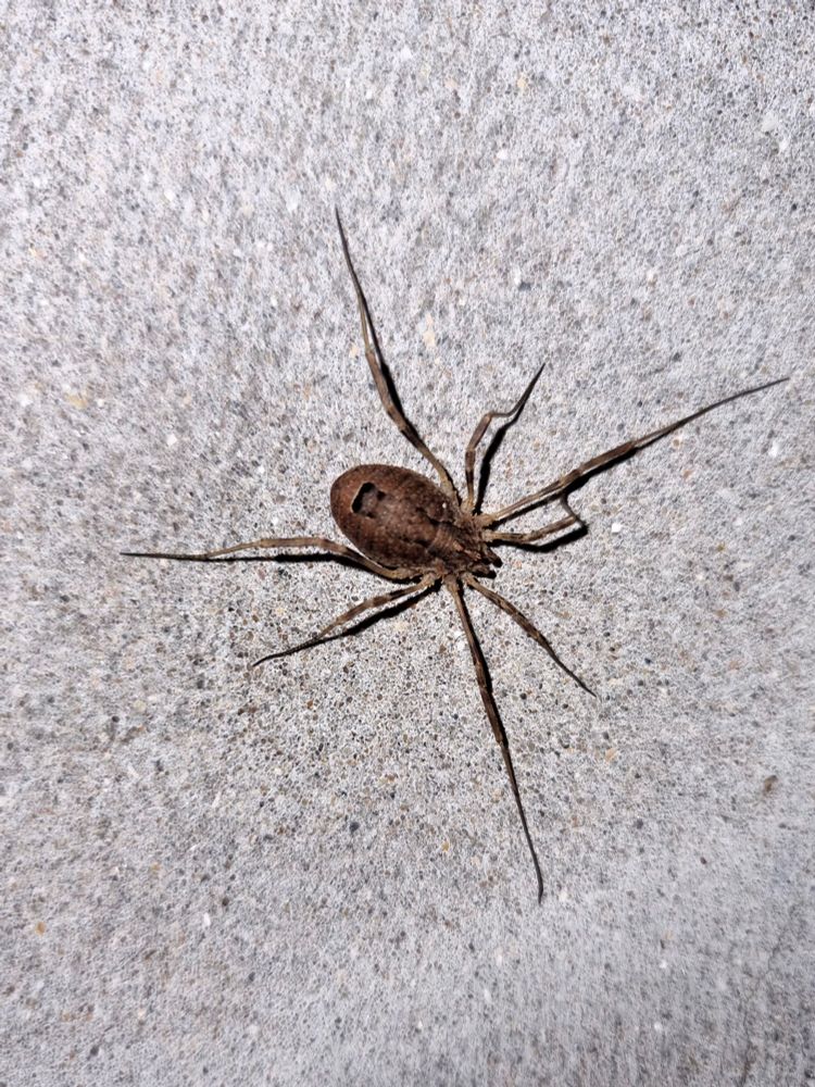 Odiellus spinosus 