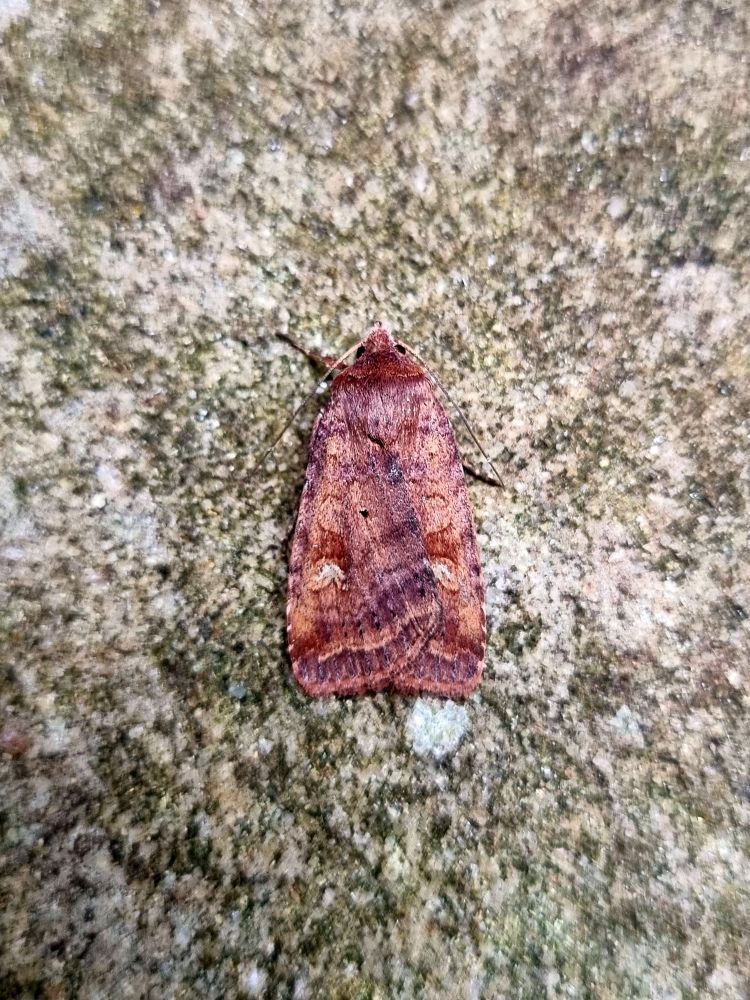 Barred Chestnut 