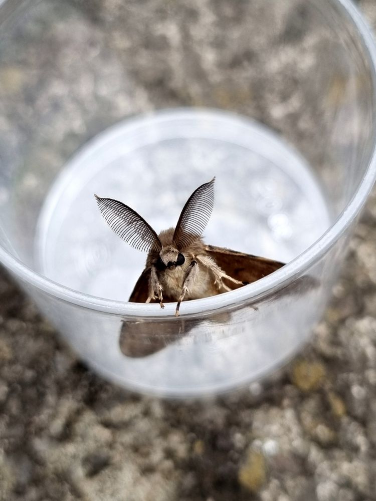 Gypsy Moth - male 