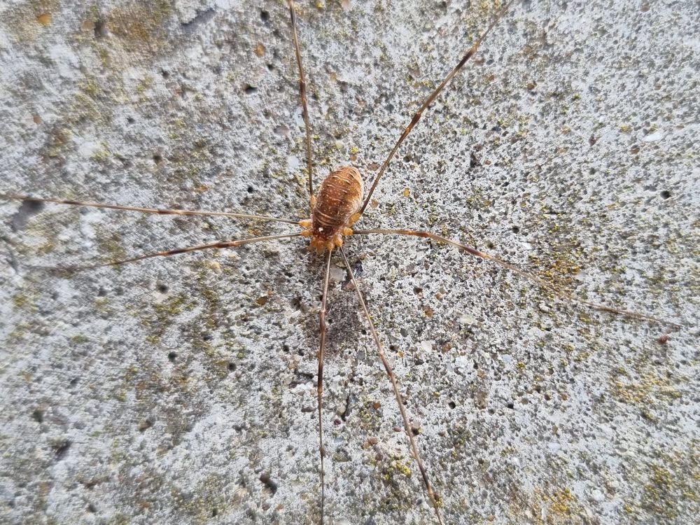 Opilio canestrinii