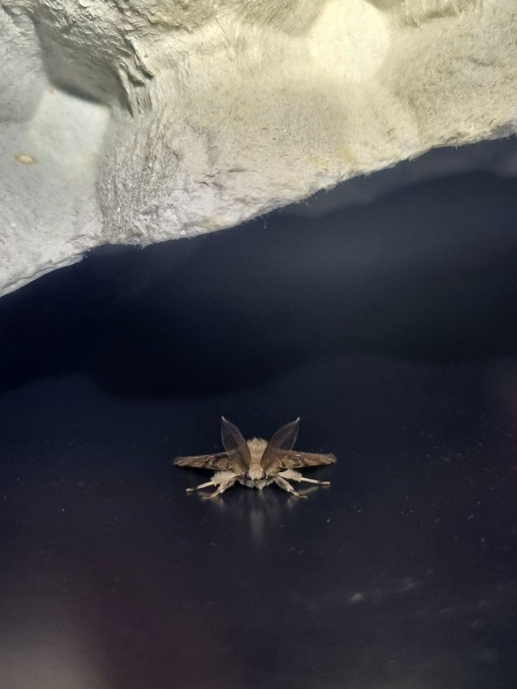 Gypsy Moth - male
