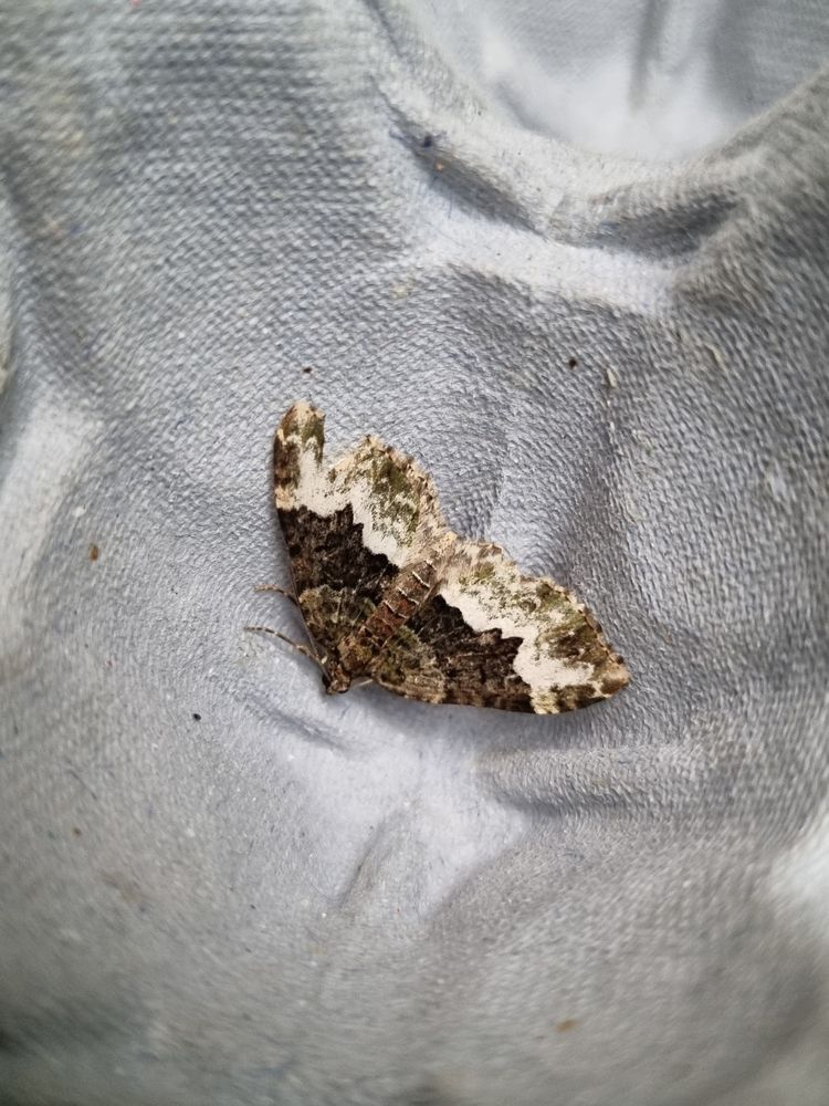 Cloaked Carpet 