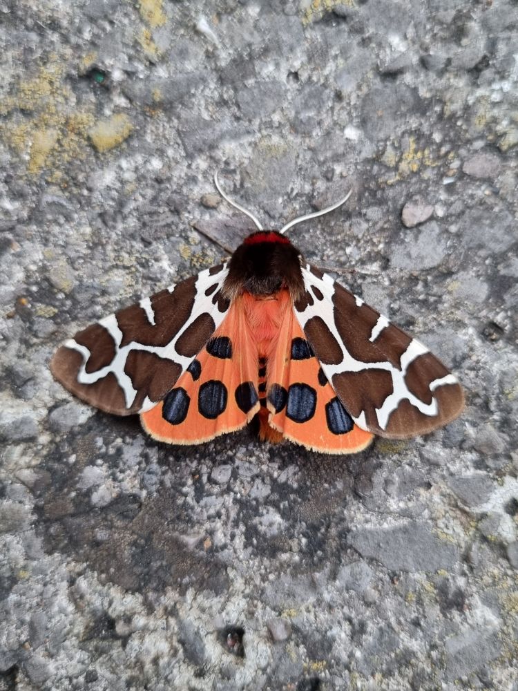 Garden Tiger