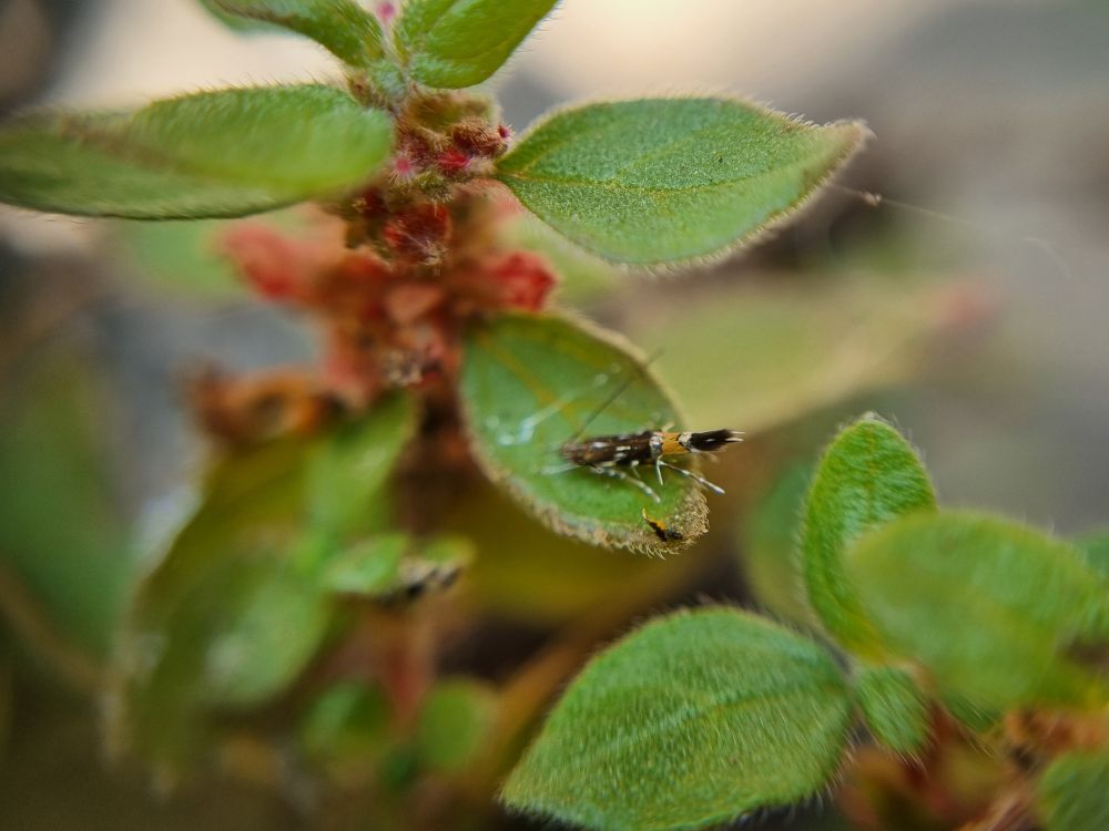 Cosmopterix pulchrimella 