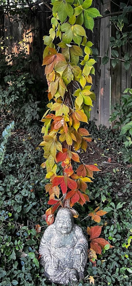 The vine growing up behind the Buddha shows a perfect gradient of color, moving from the rich greens at the top, through the yellows and golds of early fall, to the deep reds of autumn near the base.

The Laughing Buddha (Maitreya, the Buddha of the Future), contrasts beautifully with the dynamic colors above him. His weathered, stone form and peaceful, smiling expression convey timelessness and profound serenity, suggesting that true joy is constant regardless of external change.

Watching the quiet rhythm of the world go by. The leaves turn, the wind passes, and the stone of contentment remains serenely still.