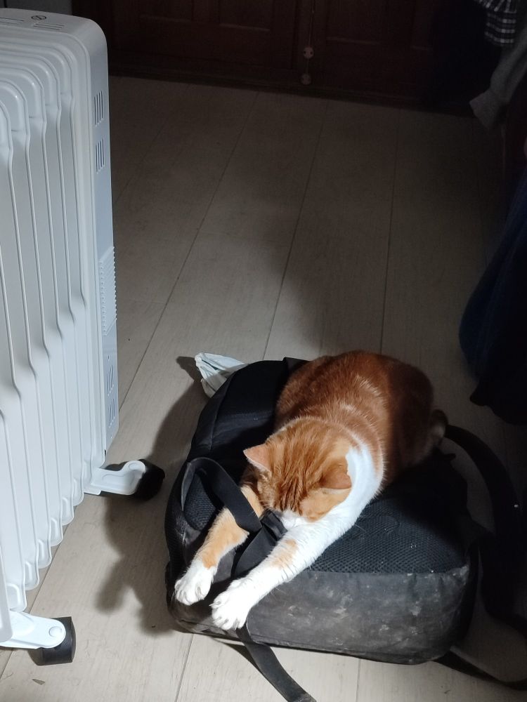 Orange/white cat sleeping on a backpack, next to a radiator