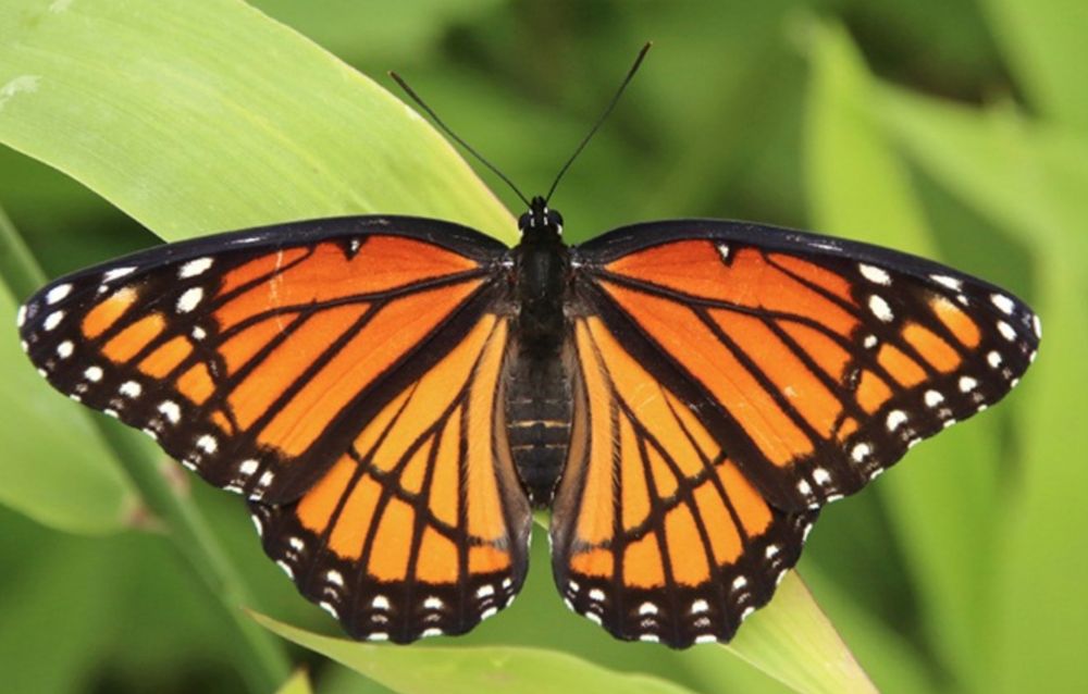 A photo of an orange and black butterfly on a leaf.