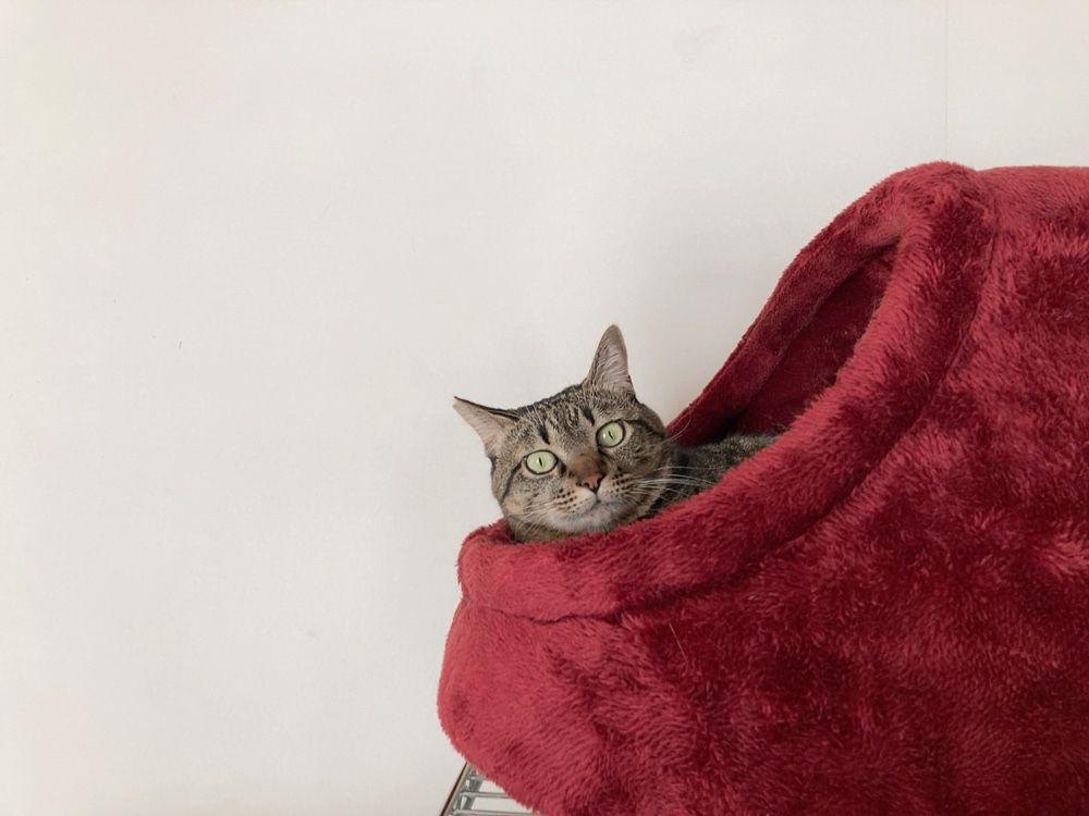 赤いクッションソファの中から首を出す猫