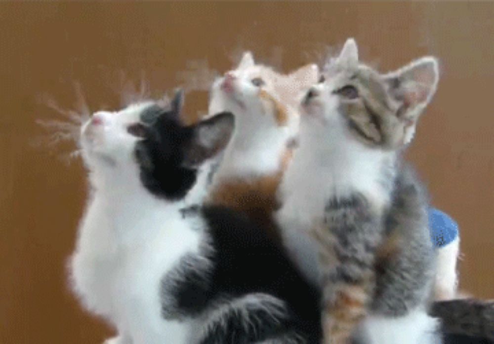 Cats Lol GIF by America's Funniest Home Videos - Find & Share on GIPHY