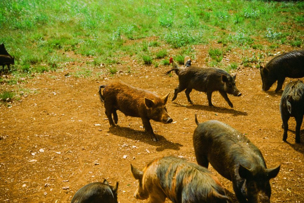 A film photograph of a group of hairy pigs, also known as pua’a in Hawaiian. 