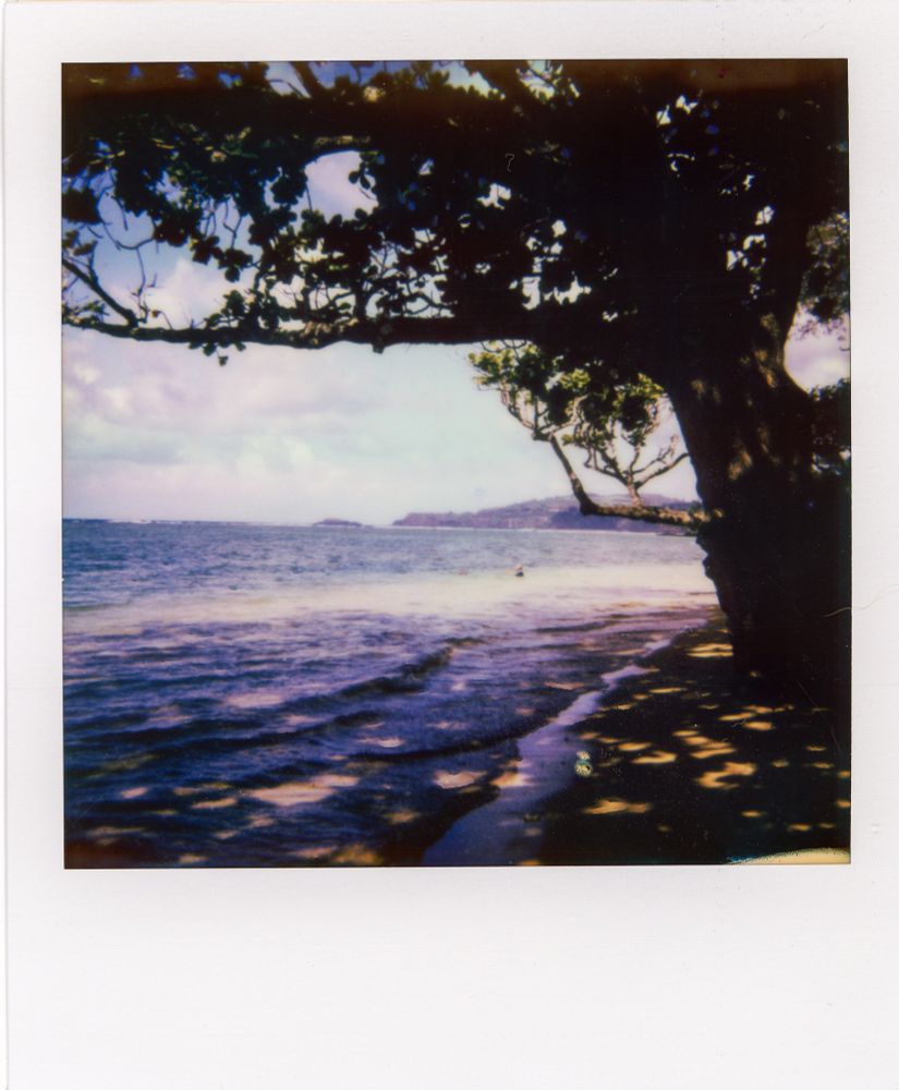 A Polaroid photo of the shoreline at Anini Beach. A large tree can be seen in the right foreground with its canopy stretching across the photo. 