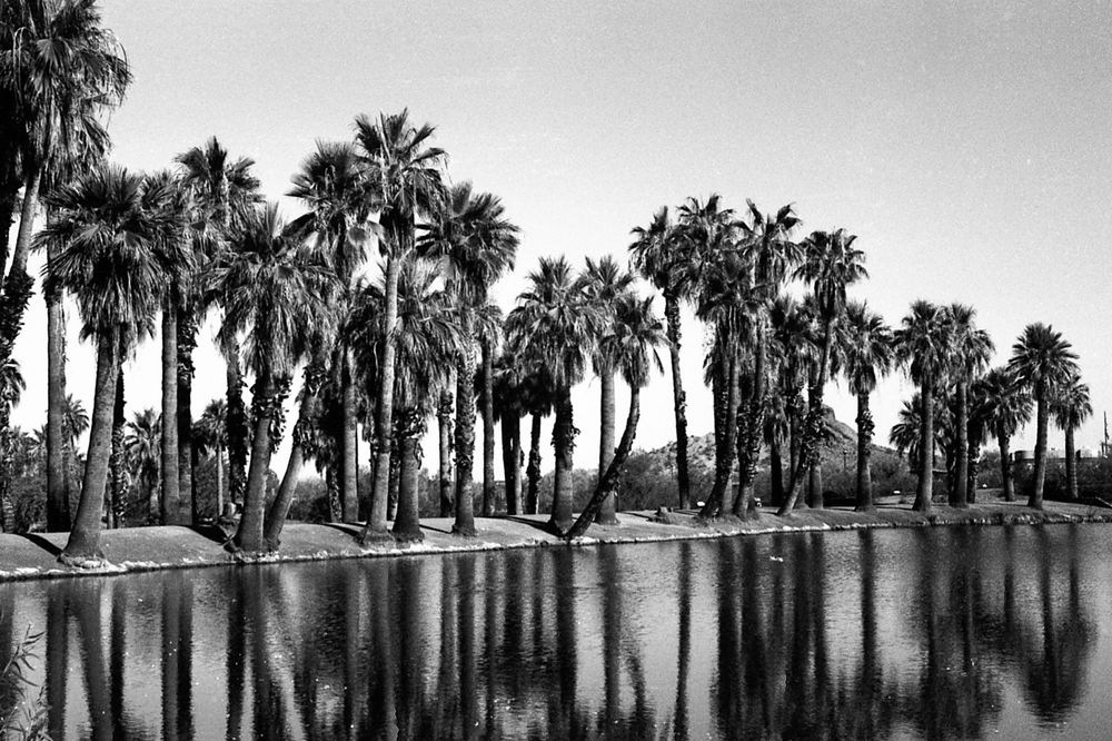 A black and white photograph of palm trees lining a lake. The reflections can be seen in the water. 