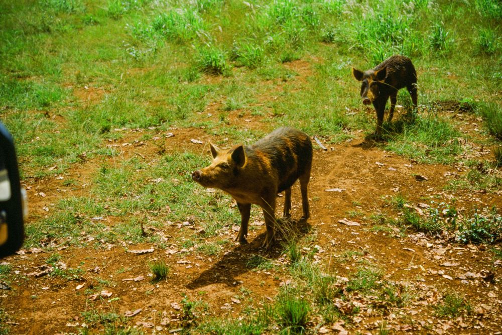 A film photograph of a young hairy pig, or pua’a. 