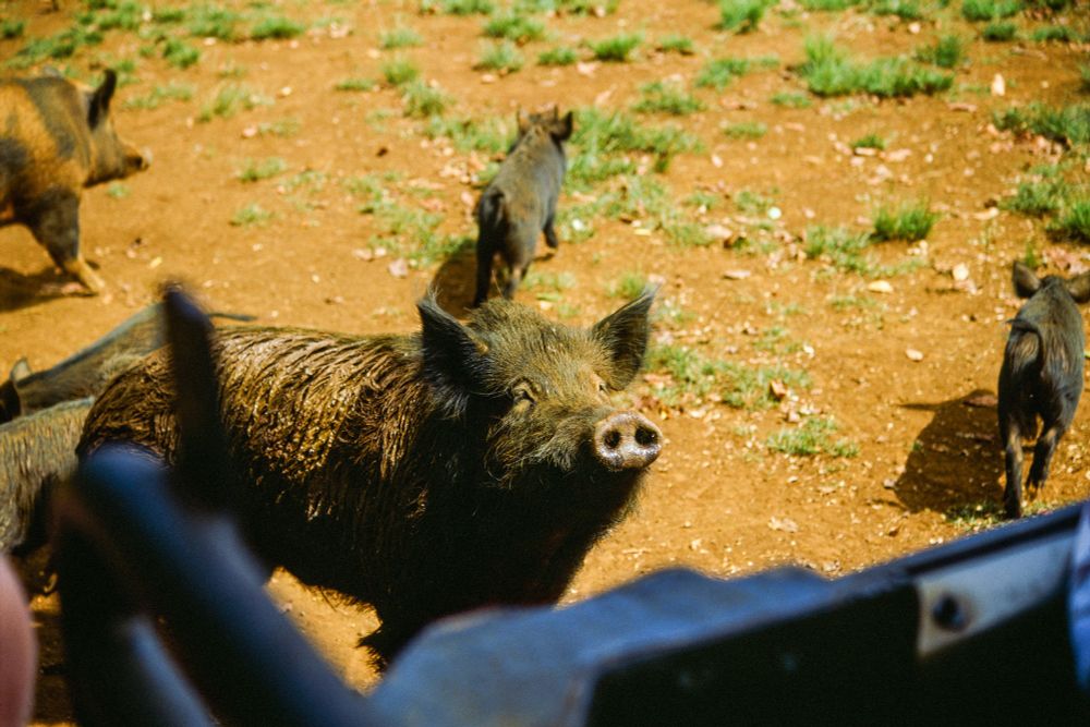 A film photograph of a hairy pig, or pua’a, on the Kilohana Plantation in Kauai. He is looking at the driver of the truck, waiting for a snack. 