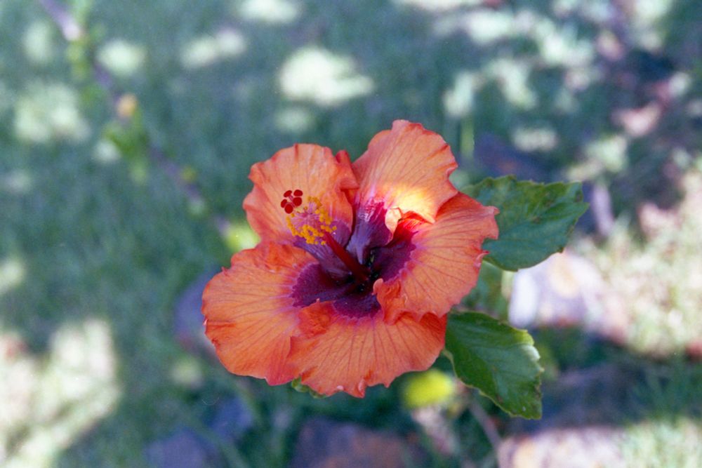 A vibrant orange and red hibiscus flower. 
