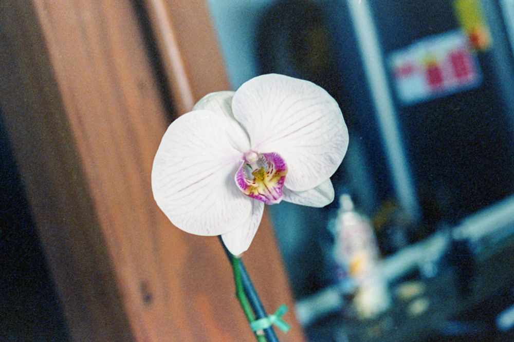 A white orchid with a purple center. 