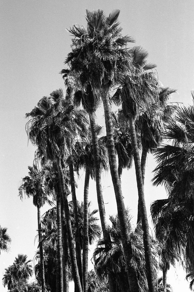 A black and white photograph of palm trees. 