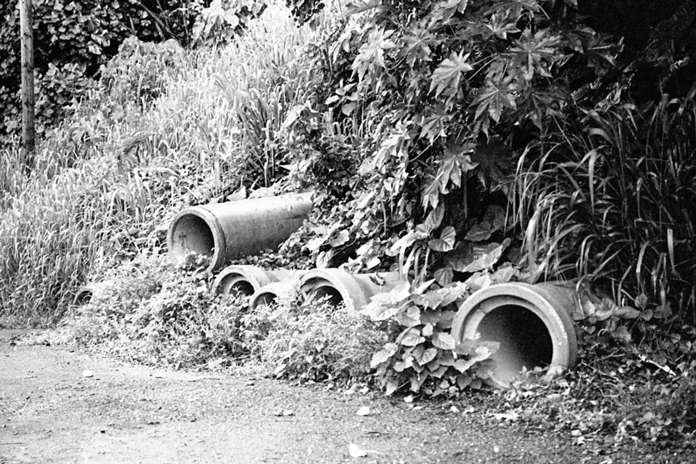 Concrete pipes, around 2 feet in diameter, stick out from the side of a mountain. They have been overgrown by the surrounding foliage and tall grasses, no longer useful for their intended purpose. Photo taken at the Hanalei Bridge in Kauai, Hawaii. 