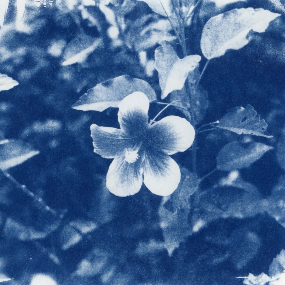 A cyanotype created using a film photograph of a hibiscus flower. The cyanotype results in a blue image. 