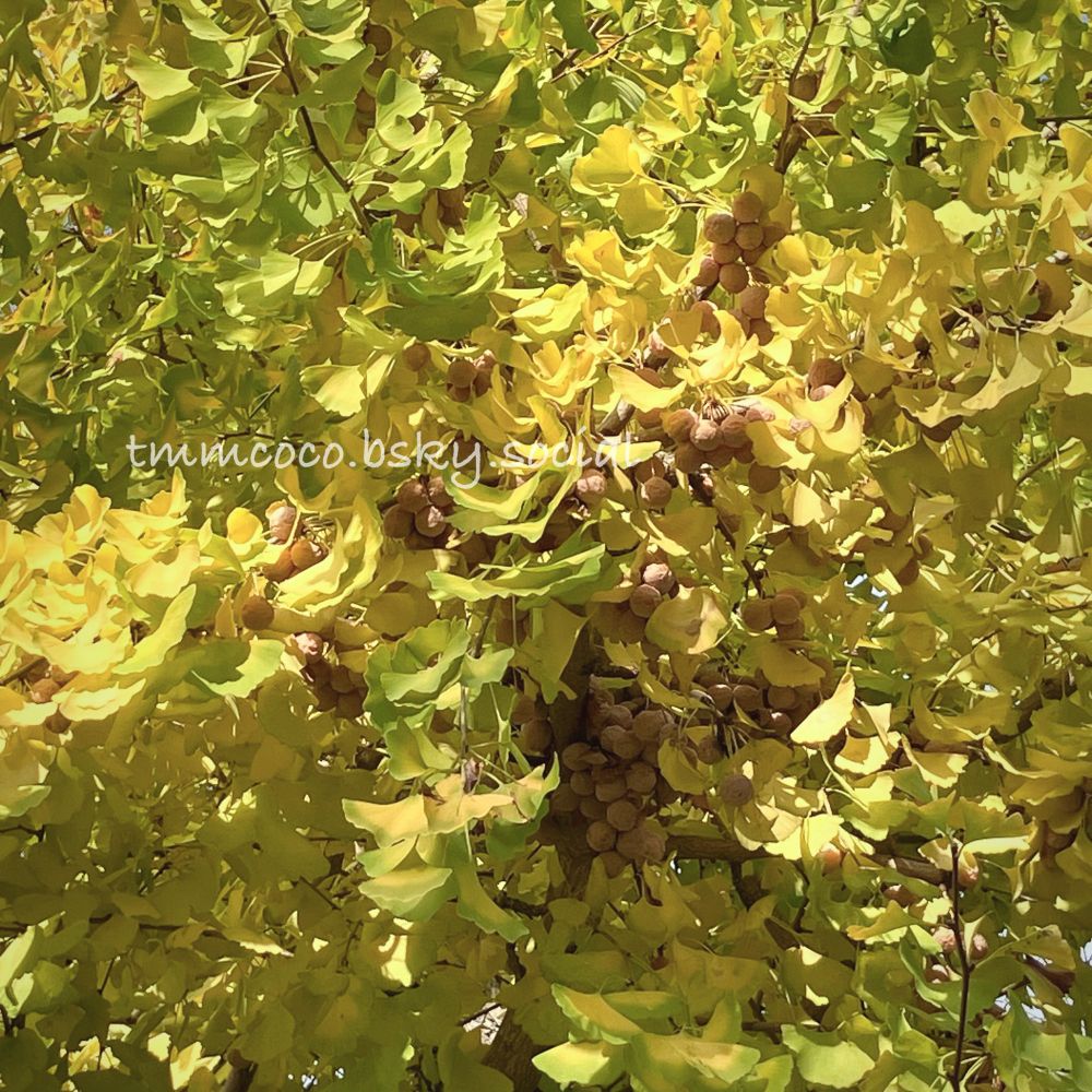 イチョウの木、一箇所にぎゅっと集まってたくさんの実をつけている。黄色く色づいた葉に朝の日差しが降り注いでとてもきれい。
(下から撮ろうとしゃがんだら地面がとても冷たかったです。寒いな〜)