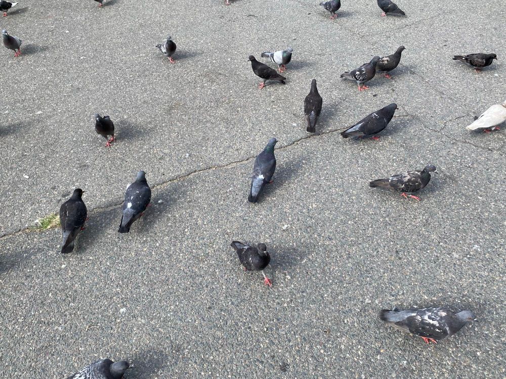 Pigeons.