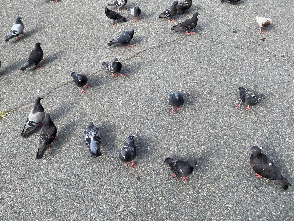 More pigeons.