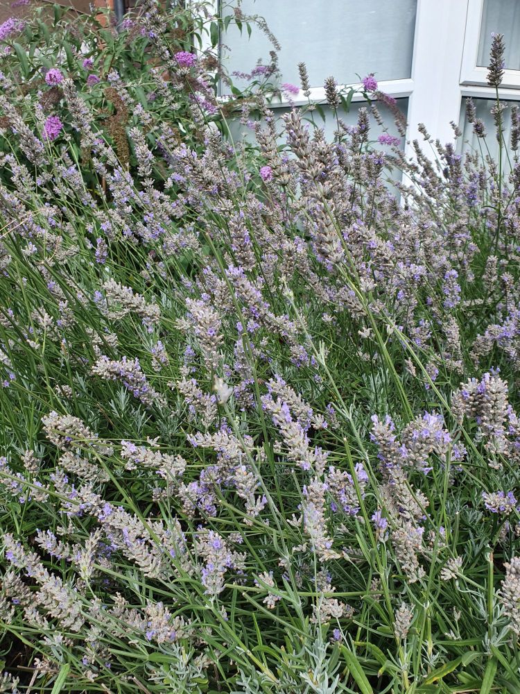 Overgrown lavender in Carol's front garden