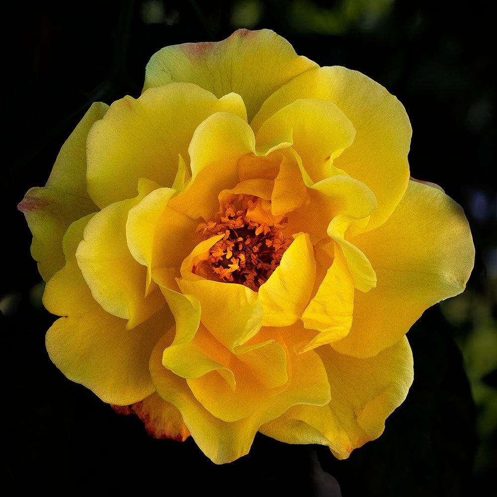 A vibrant yellow rose in full bloom, with delicately layered petals and a warm orange center, set against a dark, softly blurred background that enhances its rich color and texture.