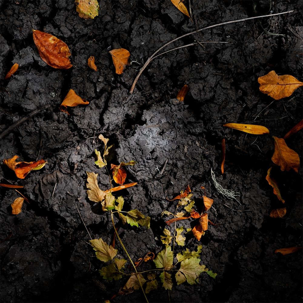 Golden and fading green leaves lie scattered on cracked, dark earth, their colors glowing softly against the soil’s deep texture. A patch of light touches the center, evoking the quiet transition between life and decay — a fleeting moment of beauty illuminated in fading light.