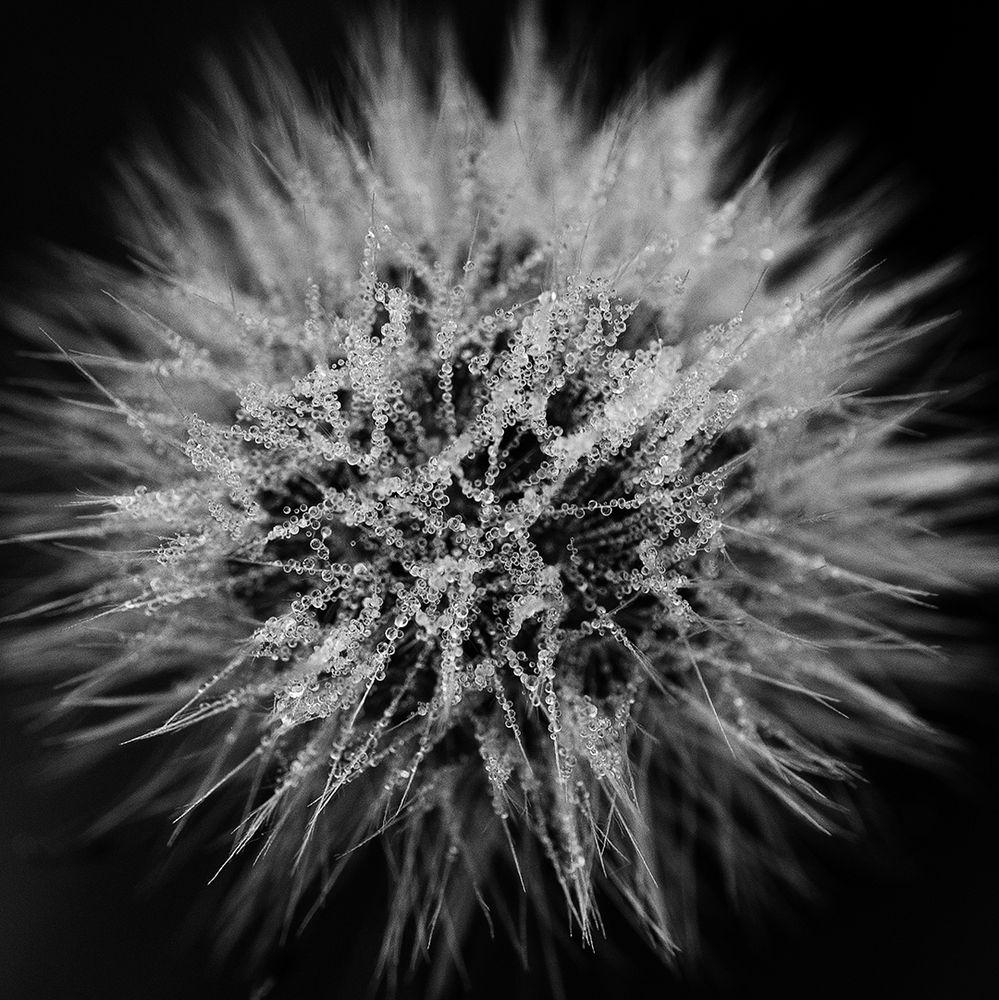 This black and white macro photograph features a fluffy seed head covered in tiny droplets of dew. The monochrome treatment emphasizes the intricate textures and contrasts, with delicate water beads clinging to fine, radiating filaments. The central structure appears almost crystalline, while the surrounding fluff creates a soft halo effect against the dark background, enhancing the image’s ethereal and dramatic quality.