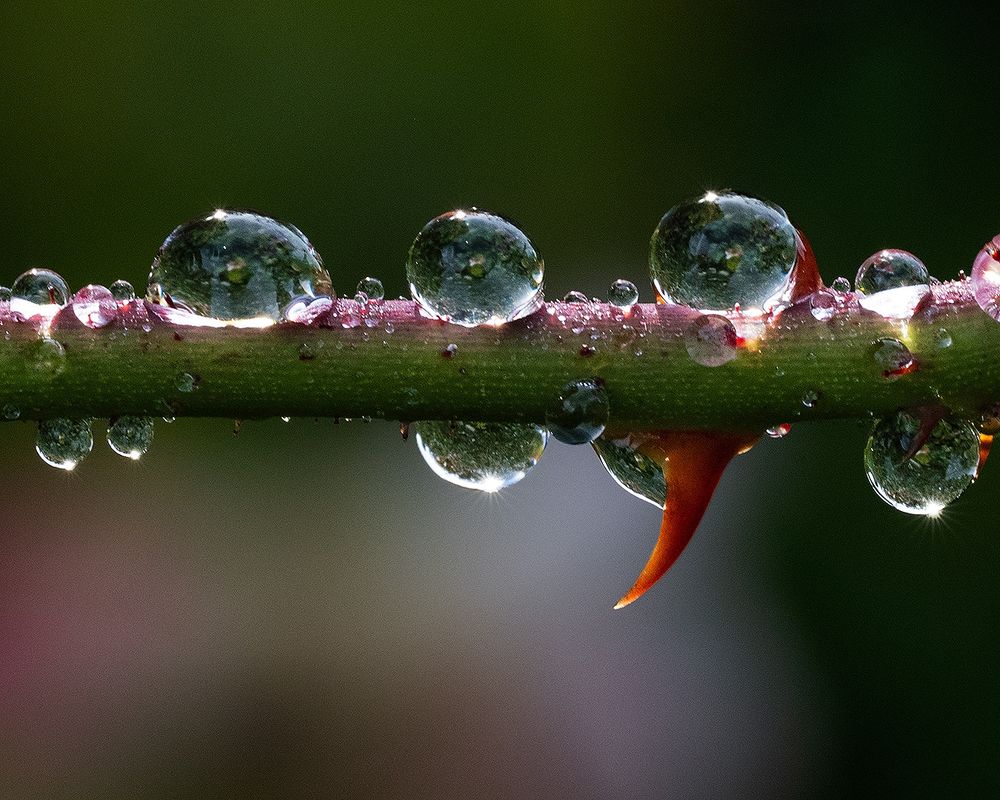 Glistening rain droplets cling to a slender thorny rose stem, each tiny sphere catching and reflecting the surrounding light. A single curved orange thorn juts downward, adding a sharp contrast to the delicate shimmer of water suspended above.