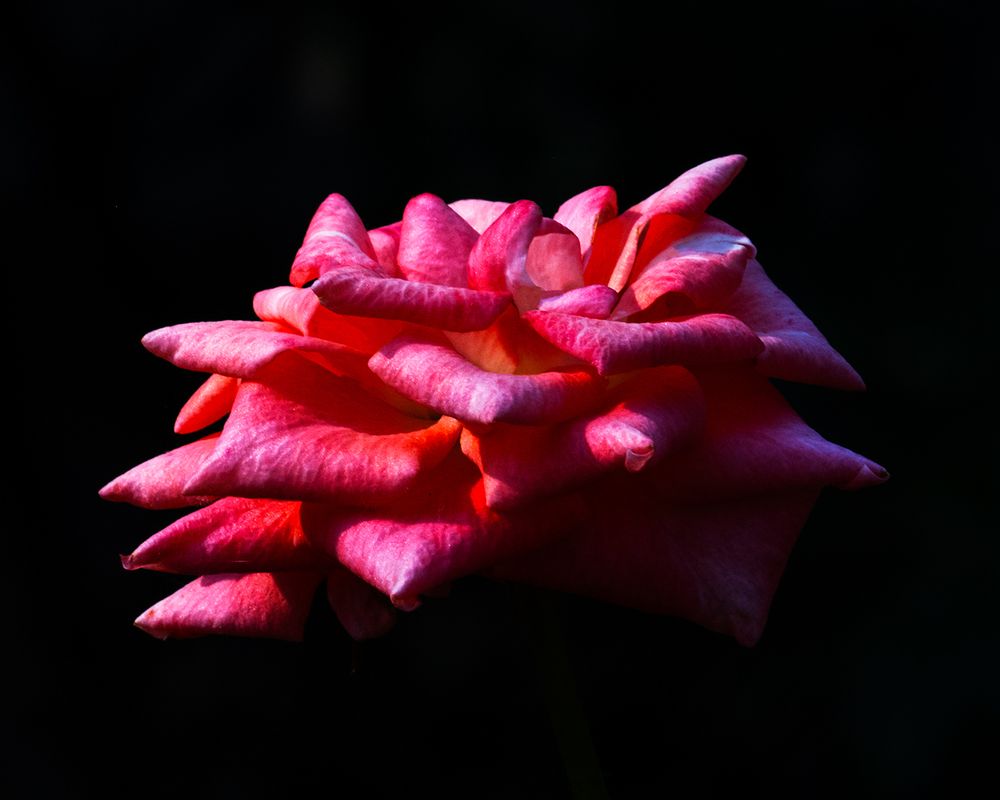 This image shows a rose in shades of pink and red, illuminated dramatically against a dark background. The petals, layered and slightly curled, catch the light in a way that highlights their texture and vibrant color, giving the flower a glowing, almost radiant presence.