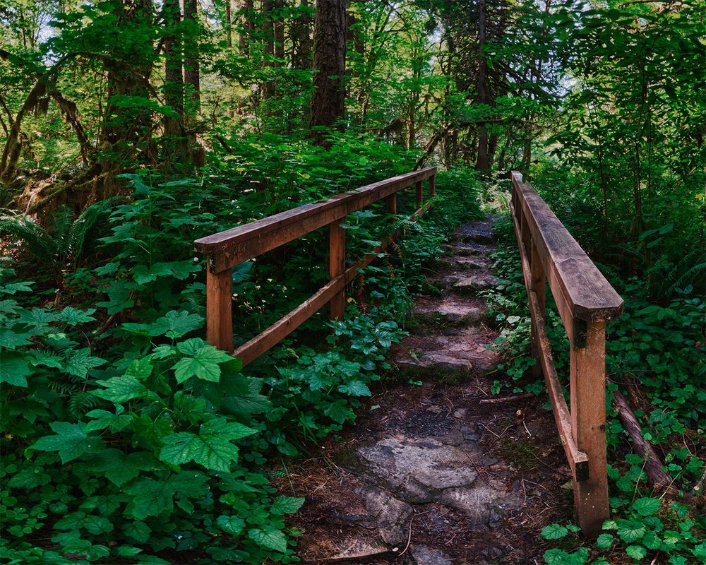 This picture shows a narrow forest path going up some rough steps surrounded by lush green vegetation. Ferns and undergrowth line the trail, while sunlight filters through the trees above, casting gentle patches of light on the gravel path. Wooden railings, weathered but sturdy, lead the viewer’s eye deeper into the dense, peaceful forest beyond.