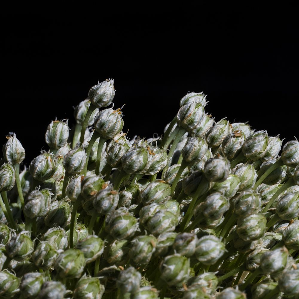 A close-up image of a cluster of leek flower buds, tightly closed and covered in delicate white sheaths. The buds are densely packed and extend upward, with pale green stems bending slightly. Set against a deep black background, the intricate texture and subtle color variations of the buds are highlighted, giving the image a sculptural, almost otherworldly quality.