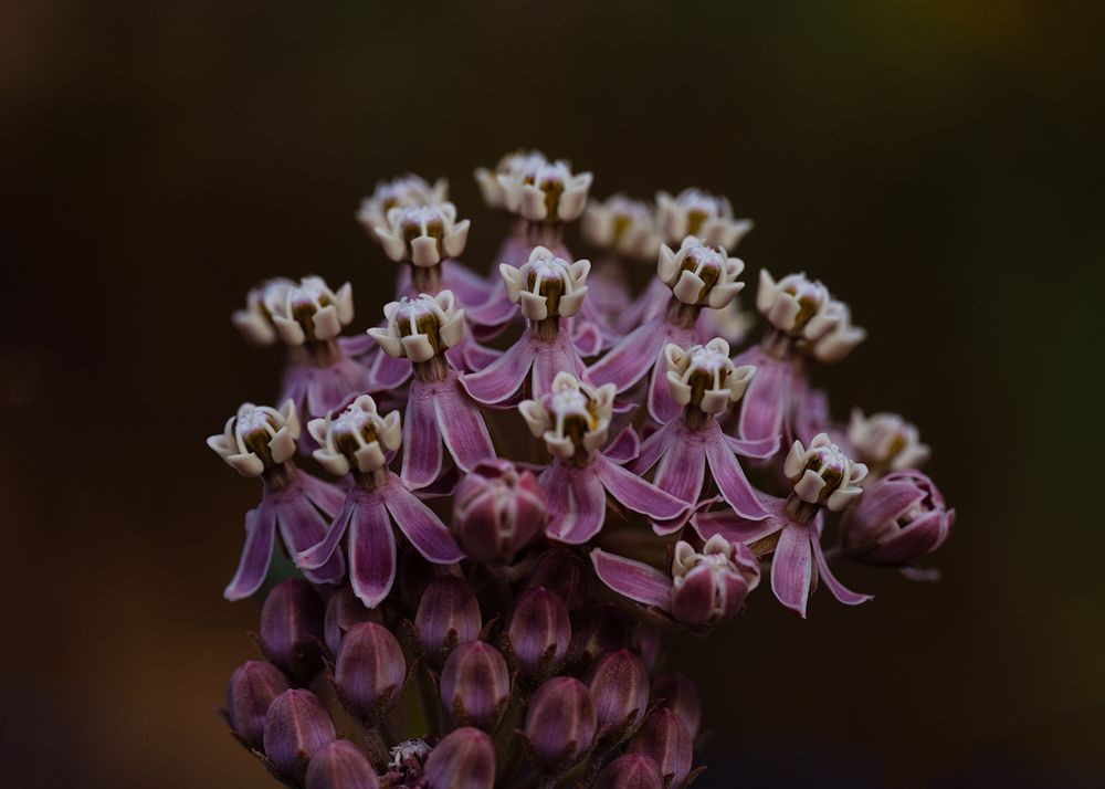 This image shows a close-up of a cluster of small, intricate pink and white flowers. The blossoms have star-like petals with delicate crown-shaped centers, giving them a unique, sculptural appearance. Several unopened buds can be seen at the bottom, while the background is softly blurred in warm, dark tones, emphasizing the vivid detail of the flowers in the foreground.