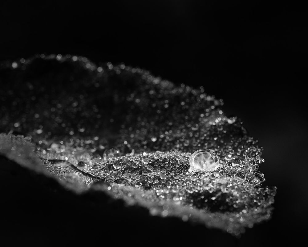 A single, glistening droplet rests delicately on a leaf blanketed in dew, captured in striking black and white. The interplay of light and shadow accentuates the crystalline textures, creating a scene of quiet luminosity and fragile beauty suspended in stillness.